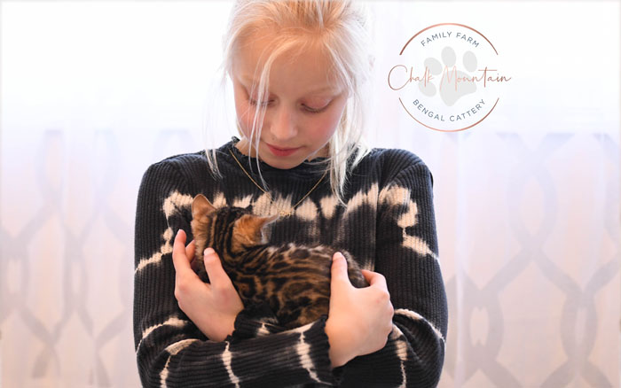 Bengal kitten for sale